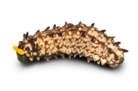 The Book of Caterpillars