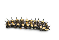 The Book of Caterpillars