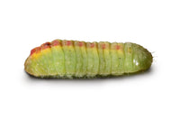 The Book of Caterpillars