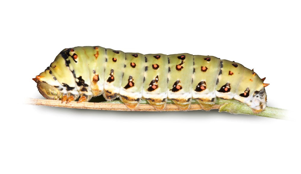 The Book of Caterpillars