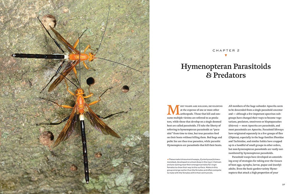 Hymenoptera