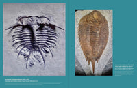 Travels with Trilobites