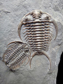 Travels with Trilobites