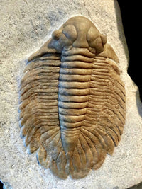 Travels with Trilobites