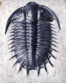 Travels with Trilobites