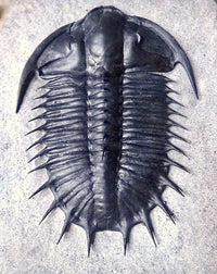 Travels with Trilobites