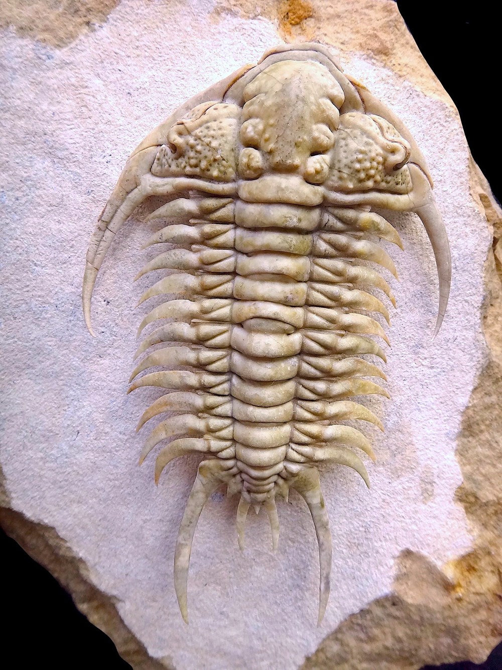 Travels with Trilobites