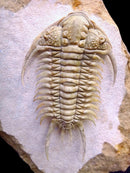 Travels with Trilobites