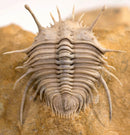 Travels with Trilobites