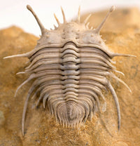 Travels with Trilobites