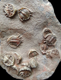 Travels with Trilobites