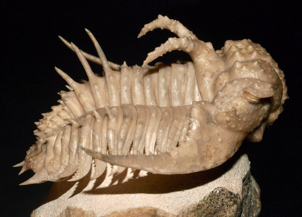 Travels with Trilobites