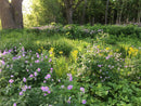 Prairie Up: An Introduction to Natural Garden Design