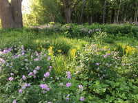 Prairie Up: An Introduction to Natural Garden Design