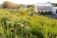 Prairie Up: An Introduction to Natural Garden Design