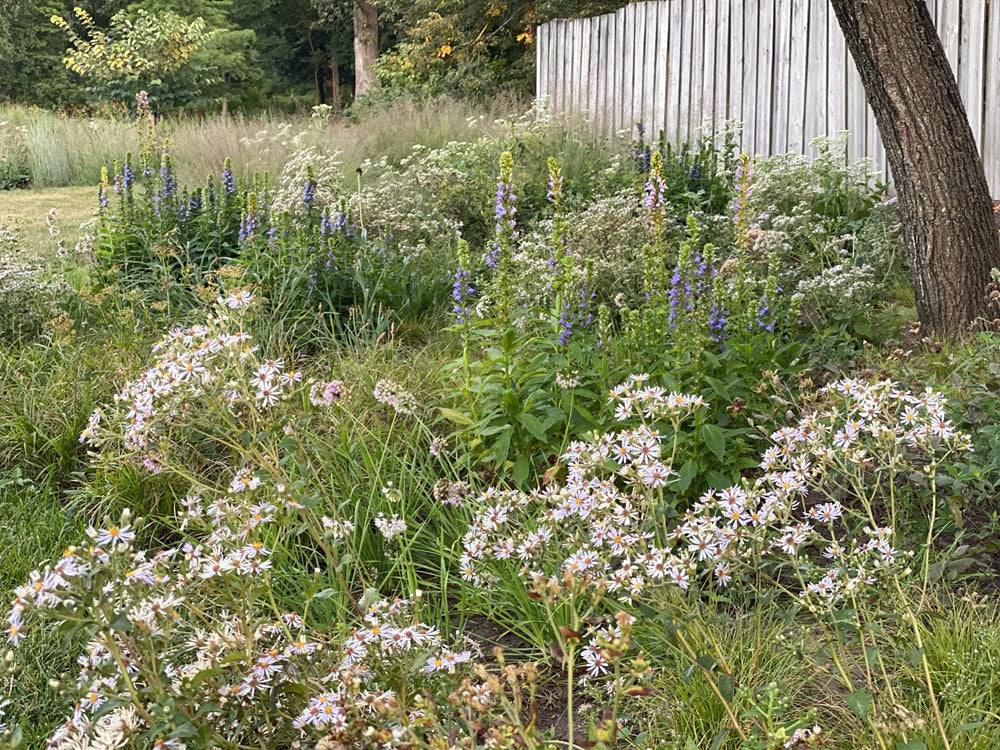 Prairie Up: An Introduction to Natural Garden Design