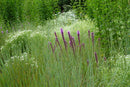 Prairie Up: An Introduction to Natural Garden Design