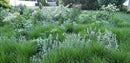 Prairie Up: An Introduction to Natural Garden Design