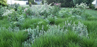 Prairie Up: An Introduction to Natural Garden Design