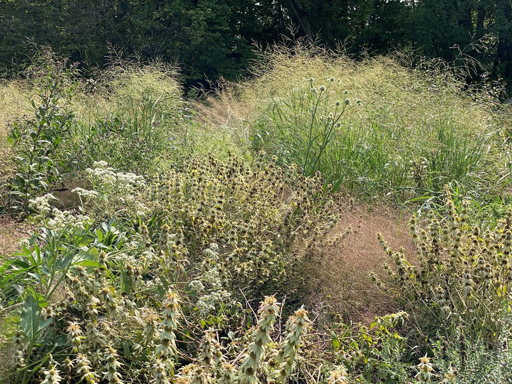 Prairie Up: An Introduction to Natural Garden Design