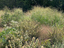 Prairie Up: An Introduction to Natural Garden Design