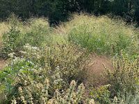 Prairie Up: An Introduction to Natural Garden Design