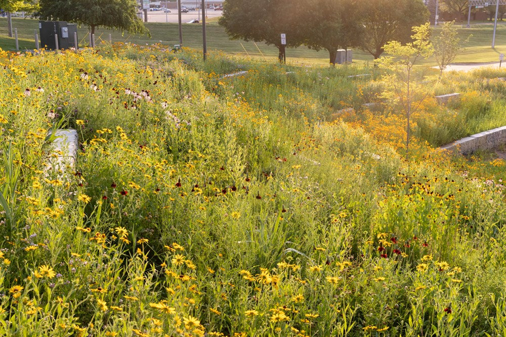 Prairie Up: An Introduction to Natural Garden Design