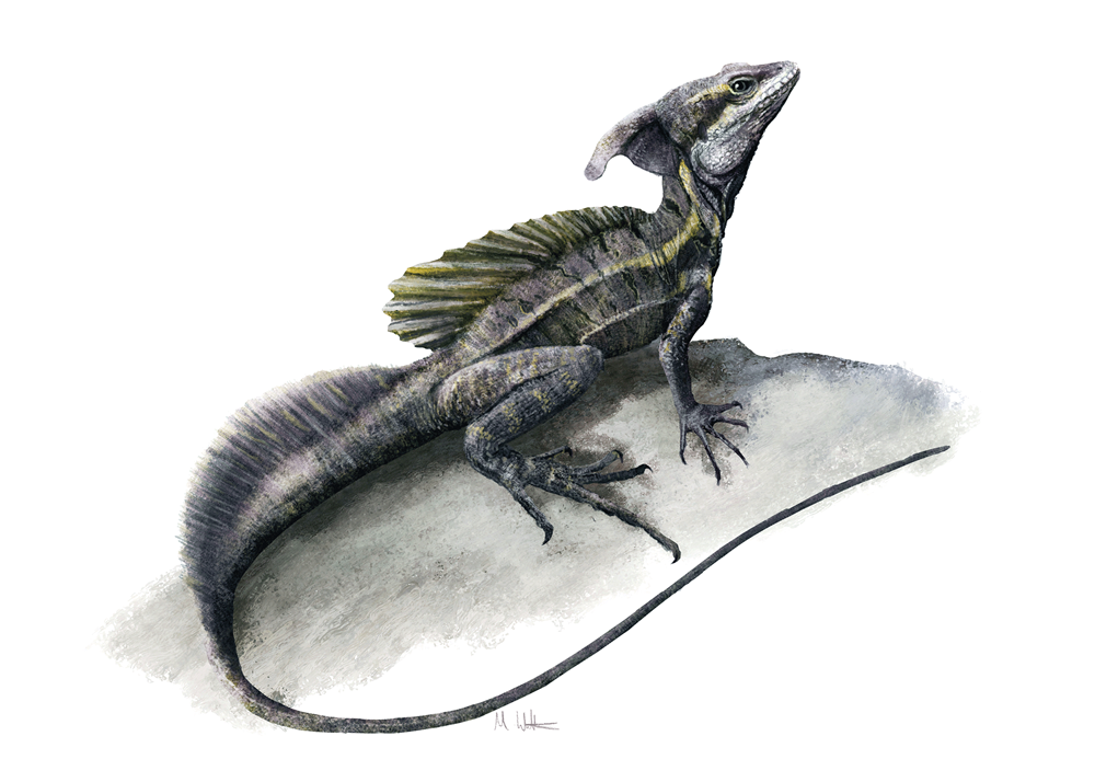 Life through the Ages II