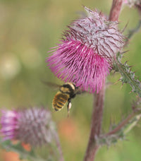 Gardening with Native Plants of the Pacific Northwest