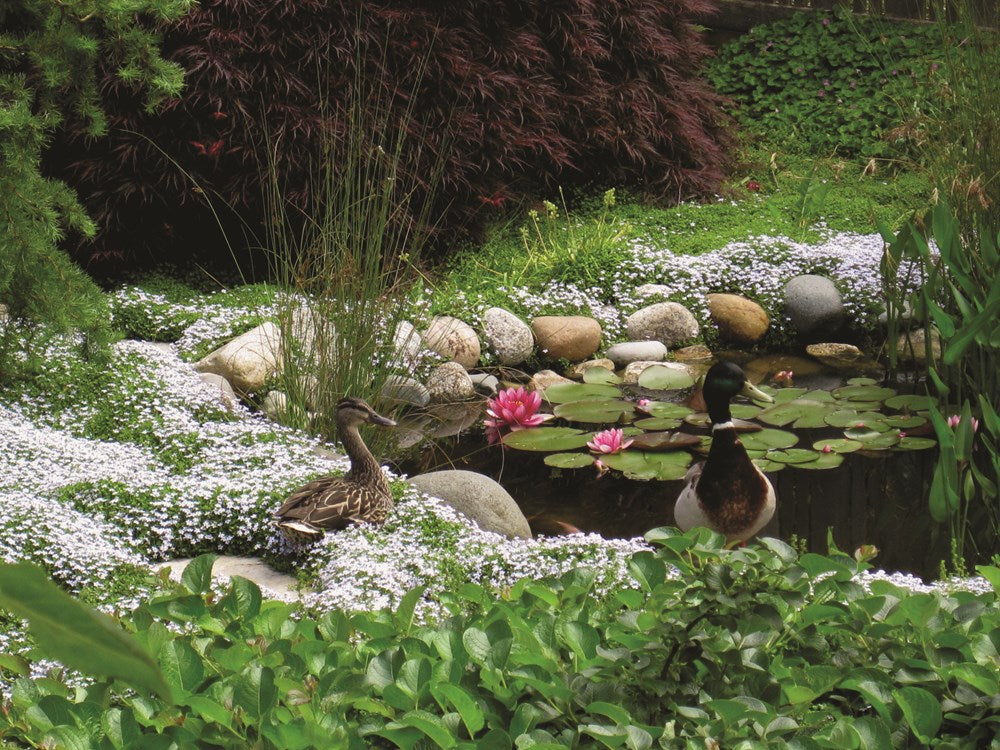 Gardening with Native Plants of the Pacific Northwest