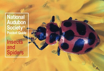 National Audubon Society Pocket Guide: Insects and Spiders