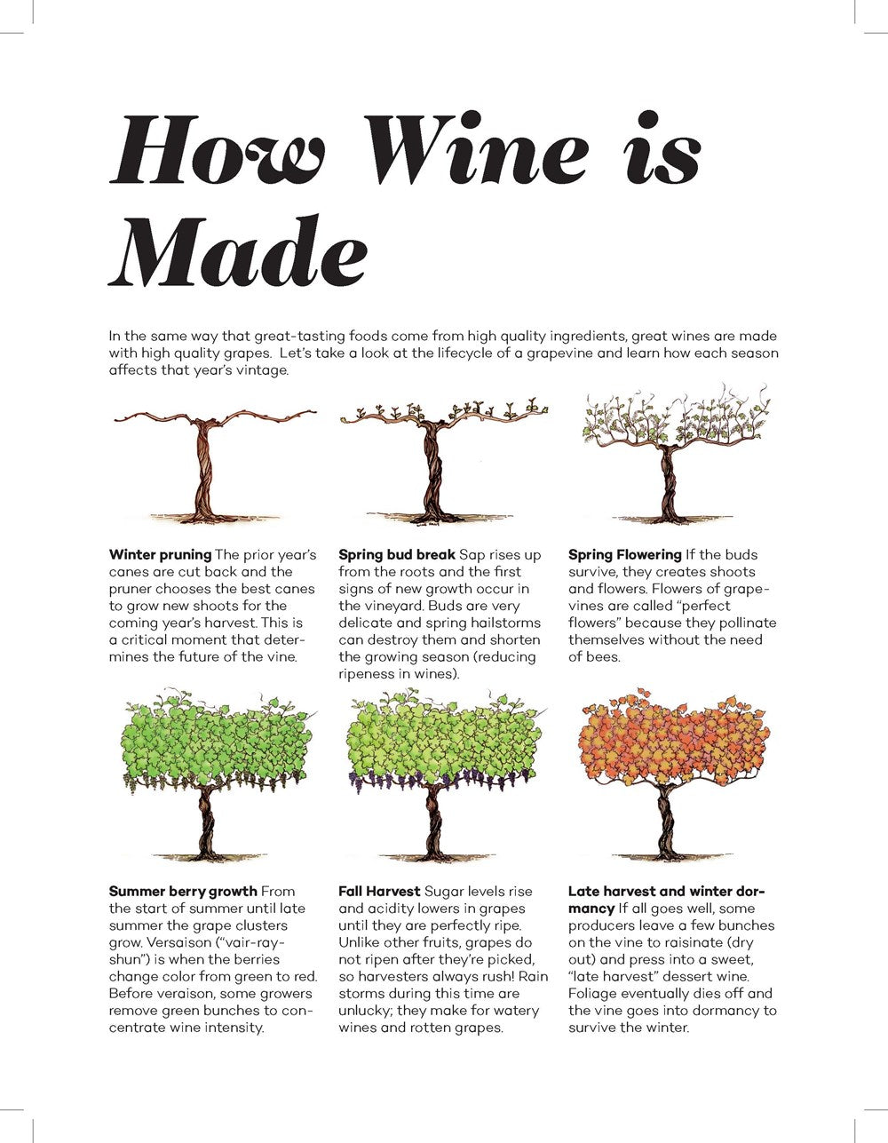 Wine Folly: Magnum Edition : The Master Guide