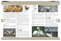 National Audubon Society Birds of North America