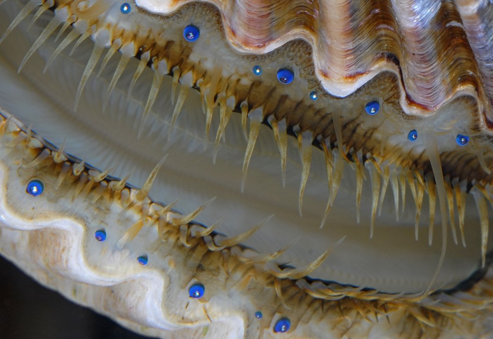 An Immense World: How Animal Senses Reveal the Hidden Realms Around Us