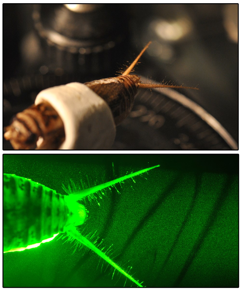 An Immense World: How Animal Senses Reveal the Hidden Realms Around Us