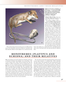 The Princeton Field Guide to Prehistoric Mammals