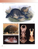 The Princeton Field Guide to Prehistoric Mammals