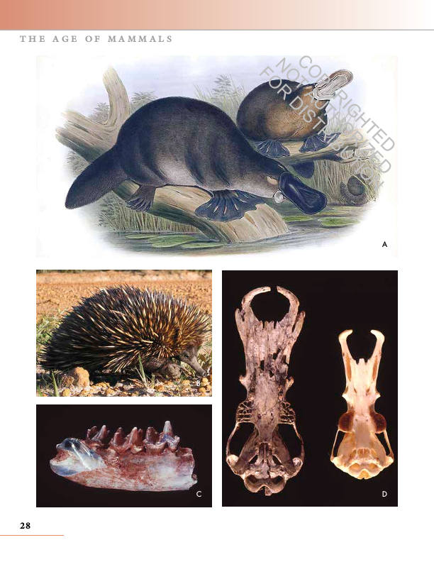 The Princeton Field Guide to Prehistoric Mammals