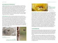 Common Bees of Eastern North America