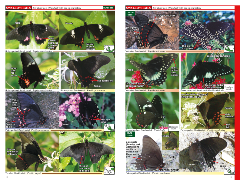 A Swift Guide to Butterflies of Mexico and Central America