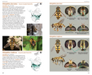 Field Guide to the Flower Flies of Northeastern North America
