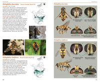 Field Guide to the Flower Flies of Northeastern North America