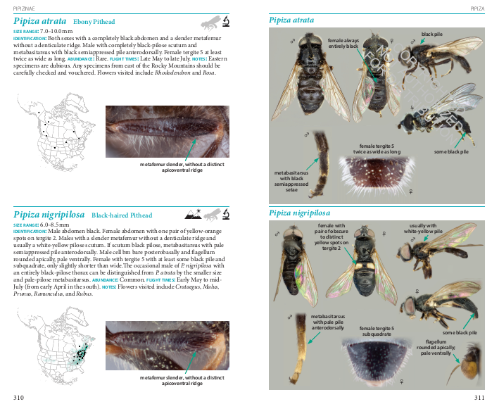 Field Guide to the Flower Flies of Northeastern North America
