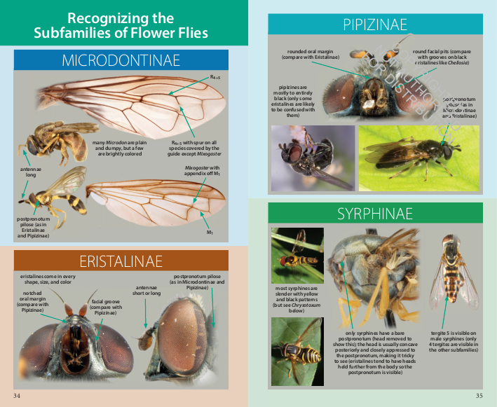 Field Guide to the Flower Flies of Northeastern North America
