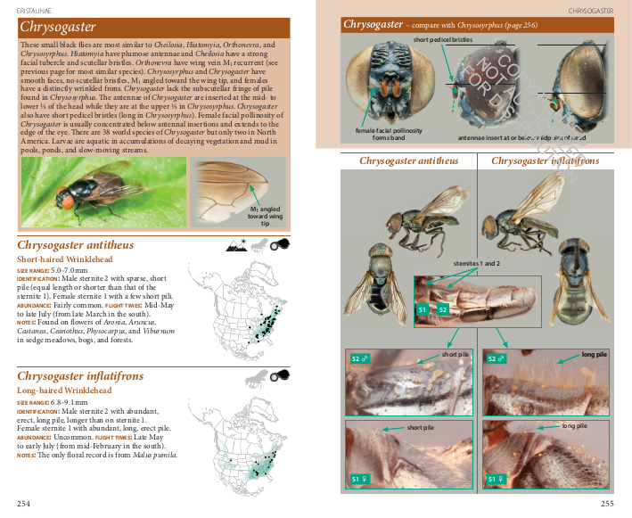Field Guide to the Flower Flies of Northeastern North America