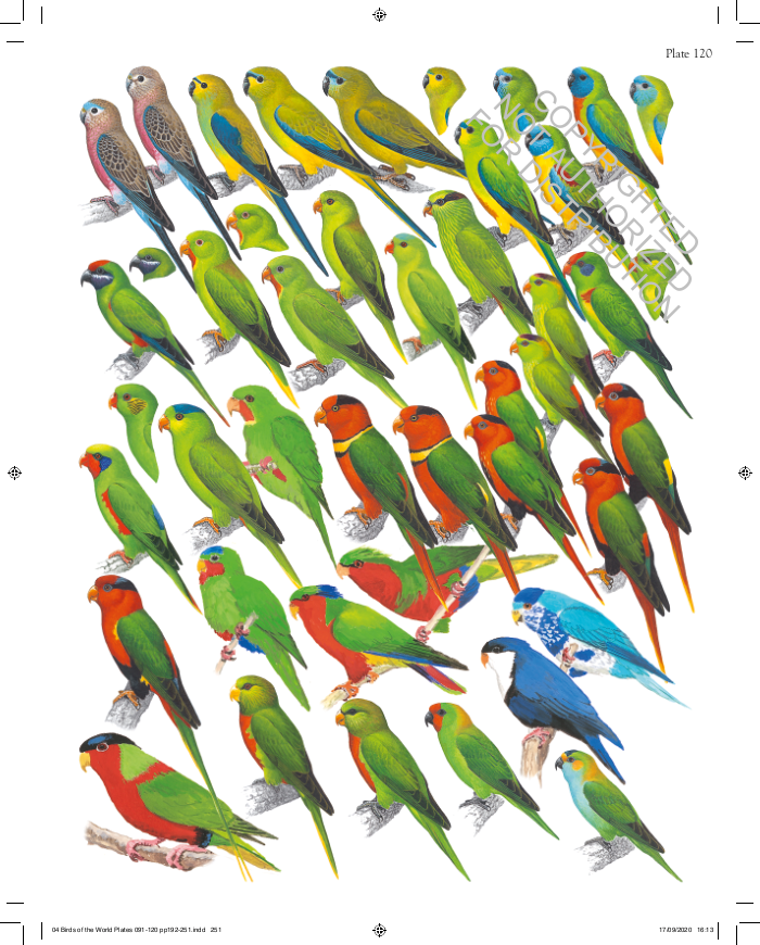 The Complete Birds of the World