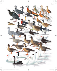 The Complete Birds of the World