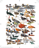 The Complete Birds of the World