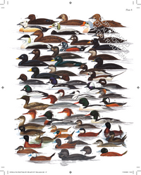 The Complete Birds of the World