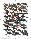 The Complete Birds of the World